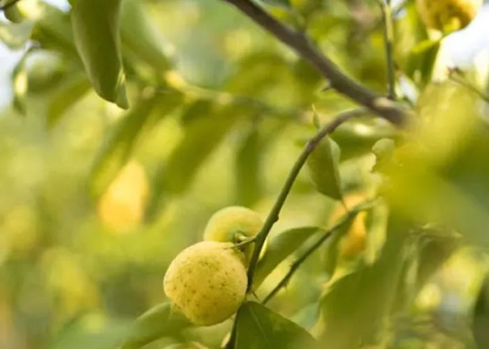 Holiday home Piemonte By Interhome Tigliole